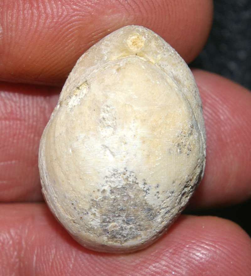 Terebratula semiglobosa