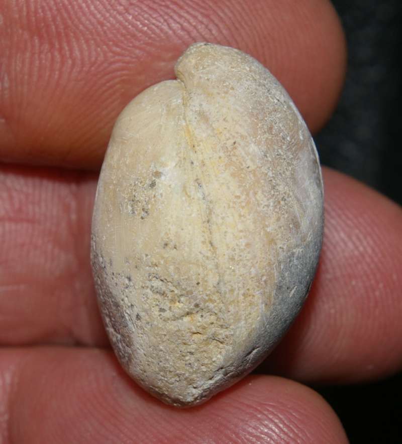 Terebratula semiglobosa