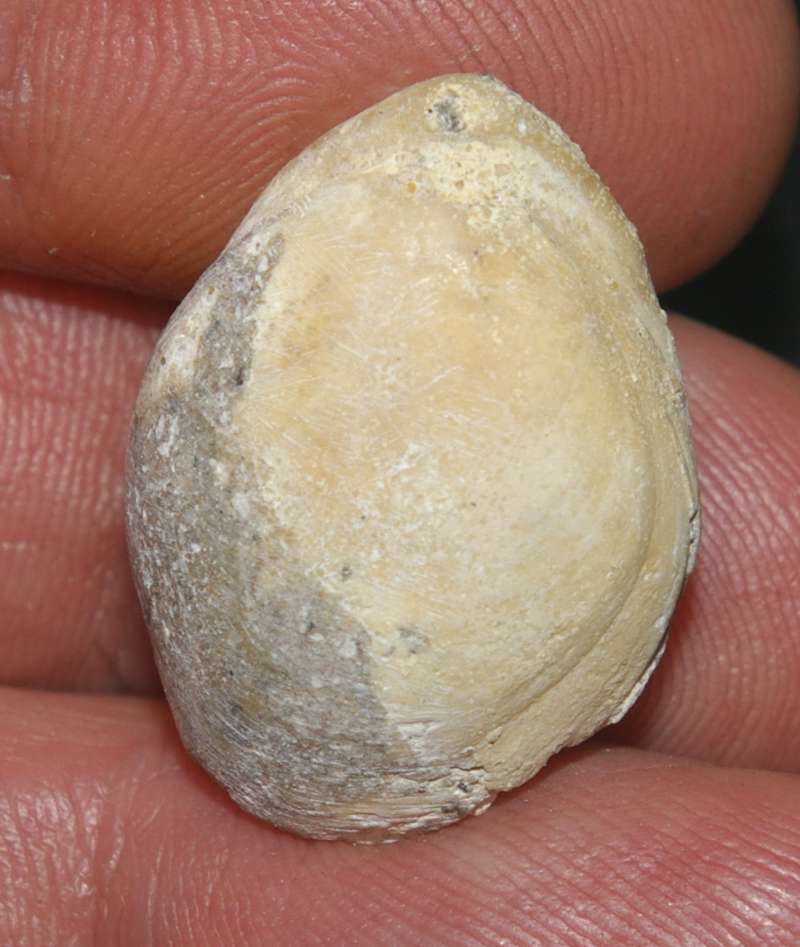 Terebratula sulcifera