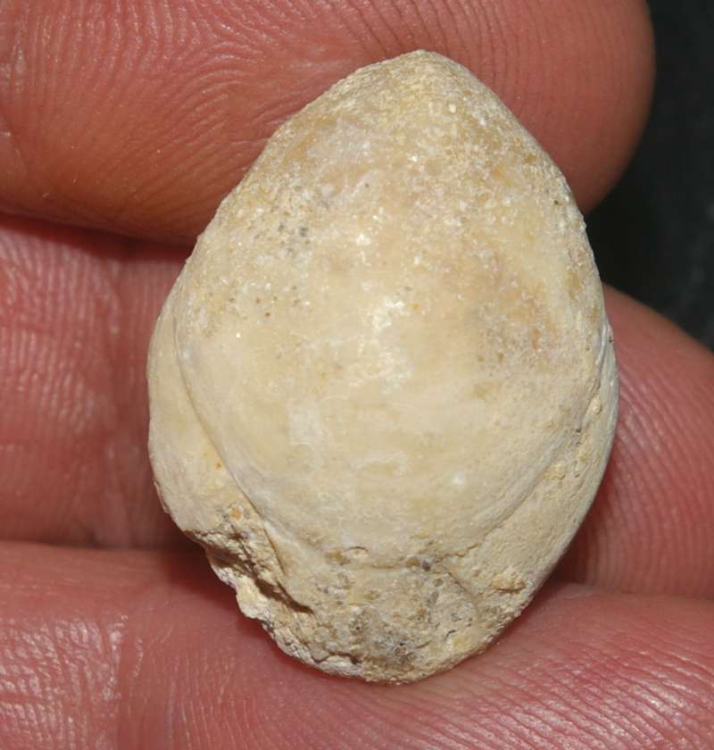 Terebratula sulcifera