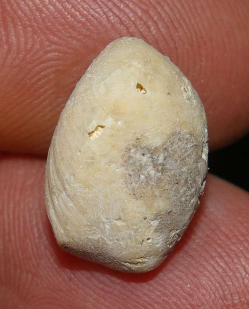 Terebratula dutemplei