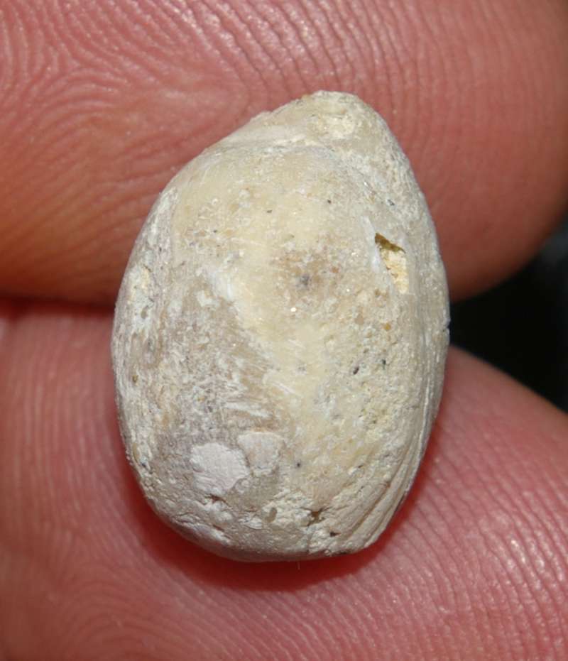Terebratula dutemplei