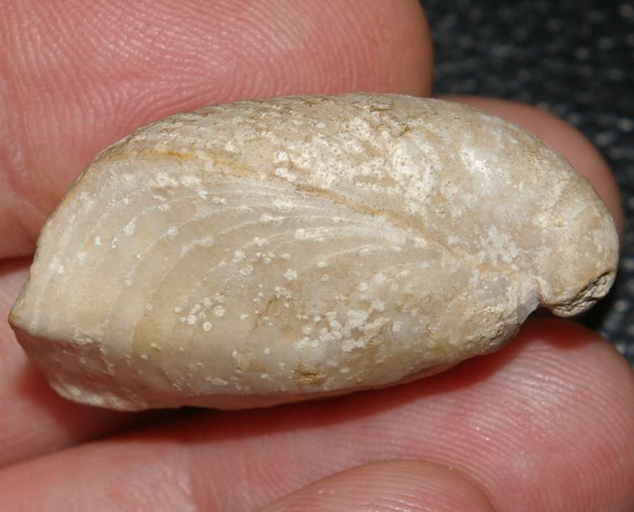 terebratulid brachiopod