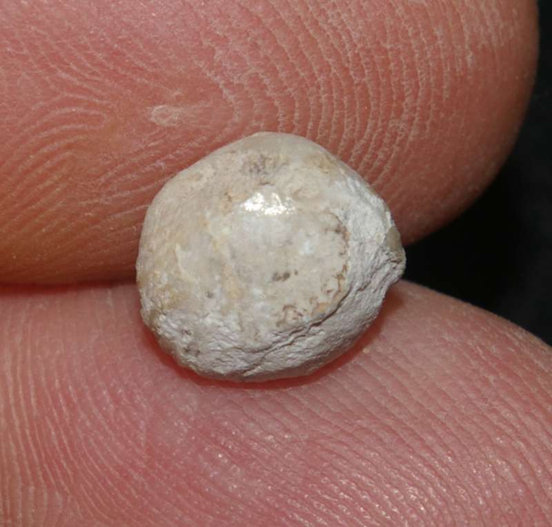 Rhynchonella cuvieri