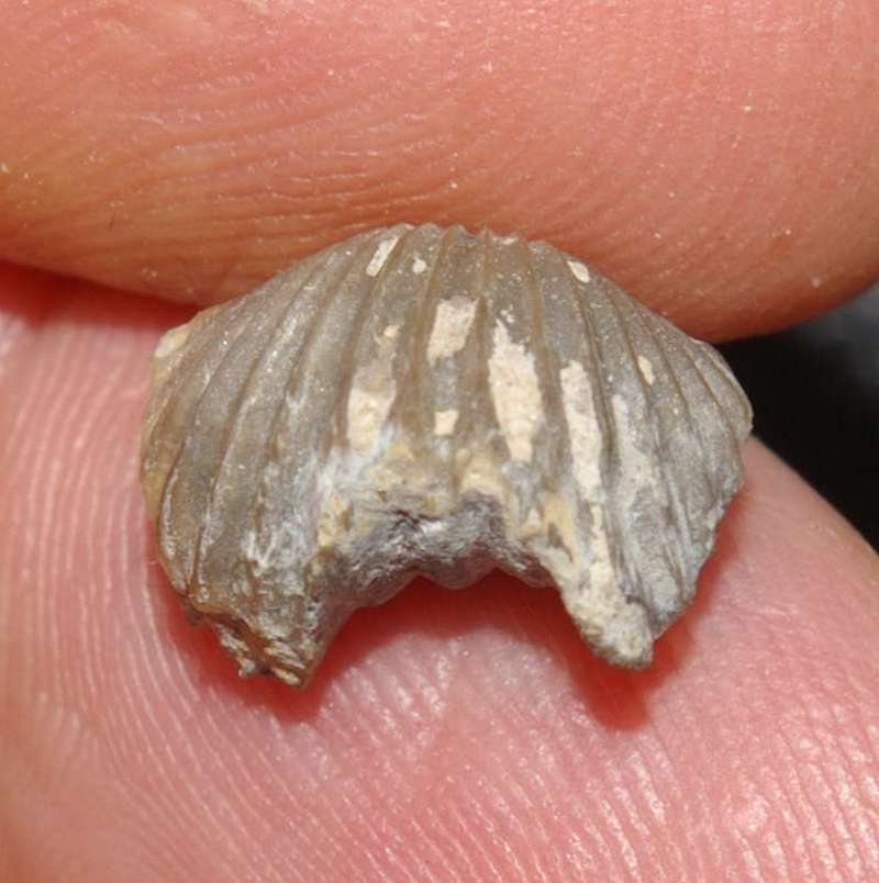 Cardinirhynchia acuticostula