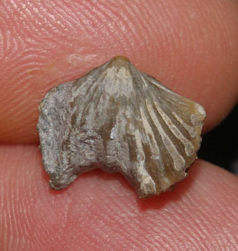 Cardinirhynchia acuticostula