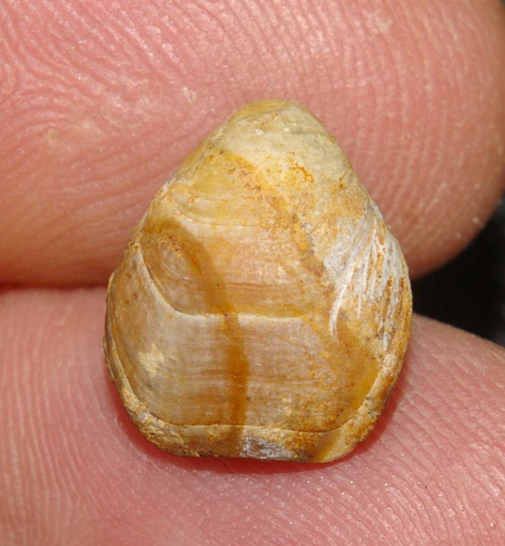 Caryona sp.