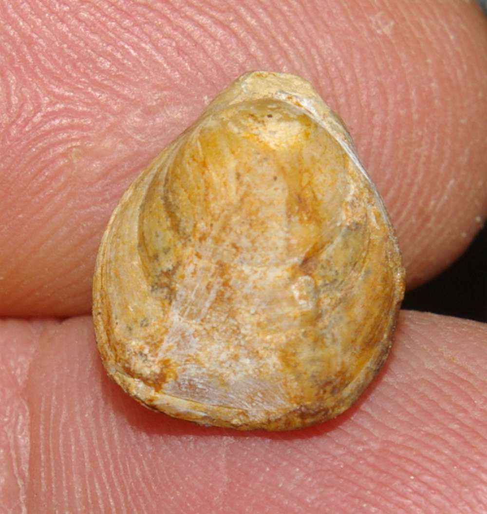 Caryona sp.