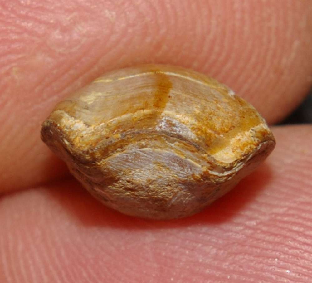 Caryona sp.