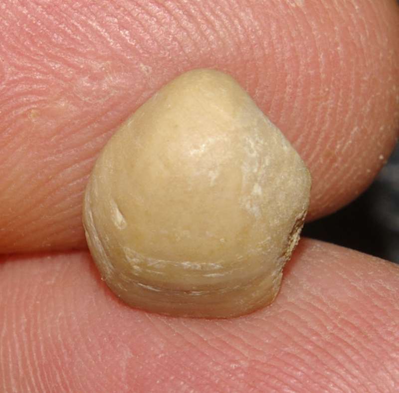 Jurassic, Oxfordian fossil brachiopod