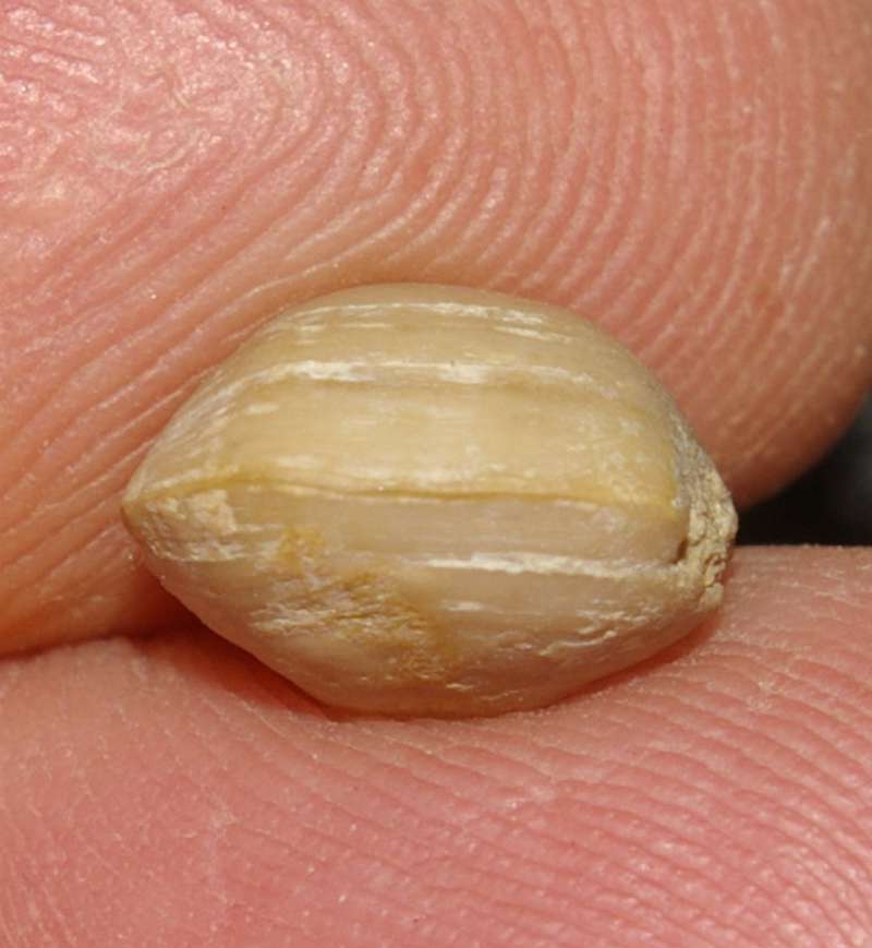 Jurassic, Oxfordian fossil brachiopod