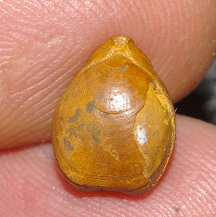 Rugitela