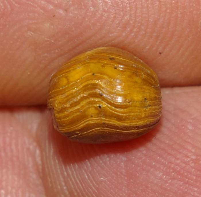 Rugitela