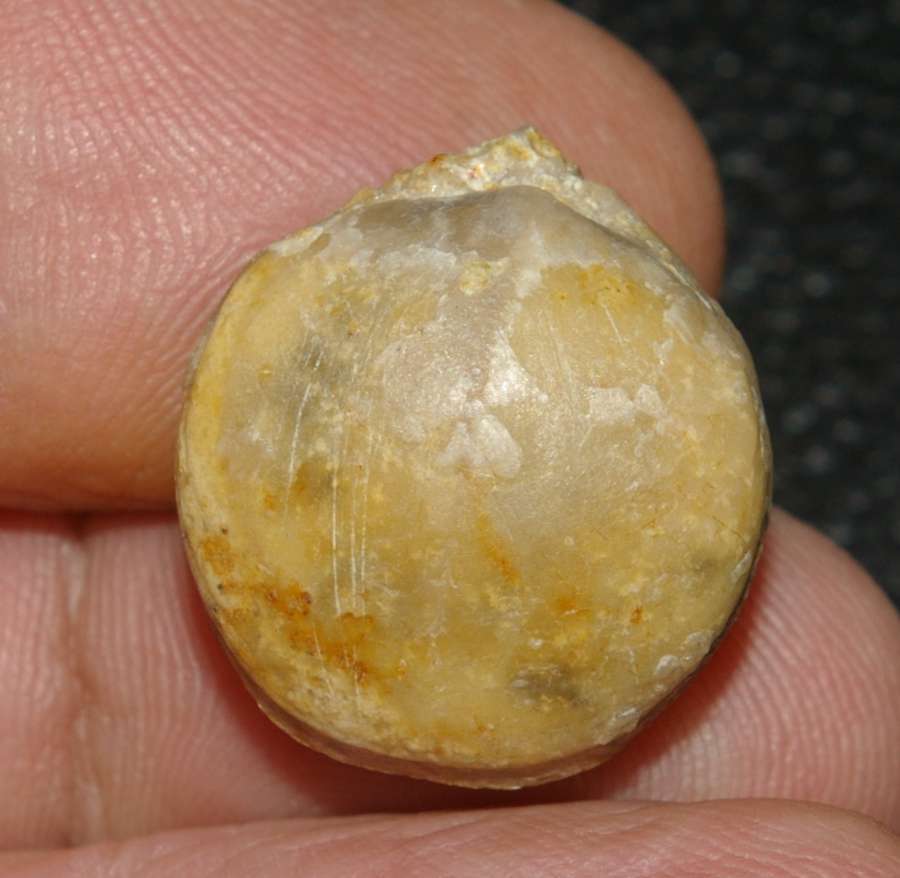 Zeilleria