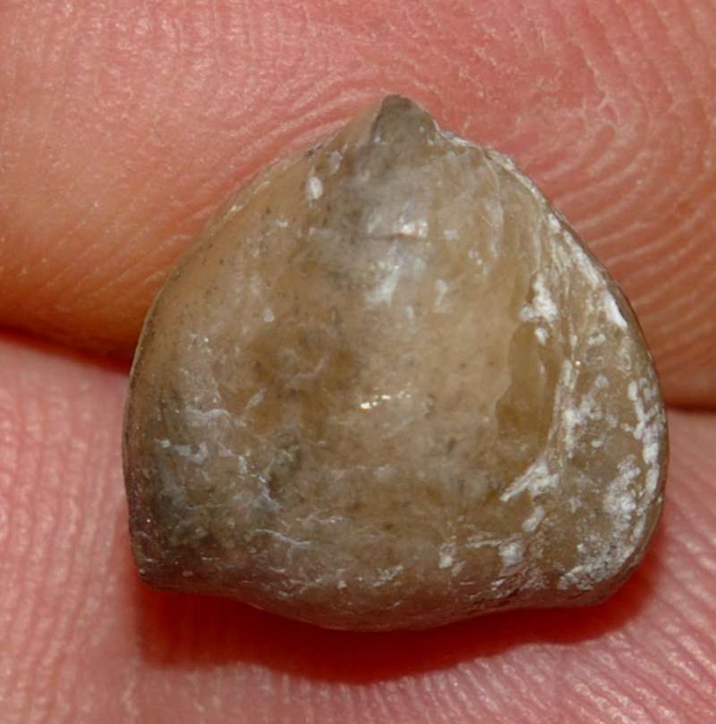 Cambrian fossil brachiopod