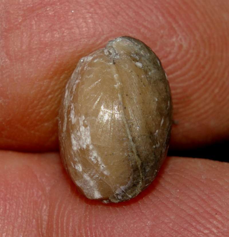 Cambrian fossil brachiopod