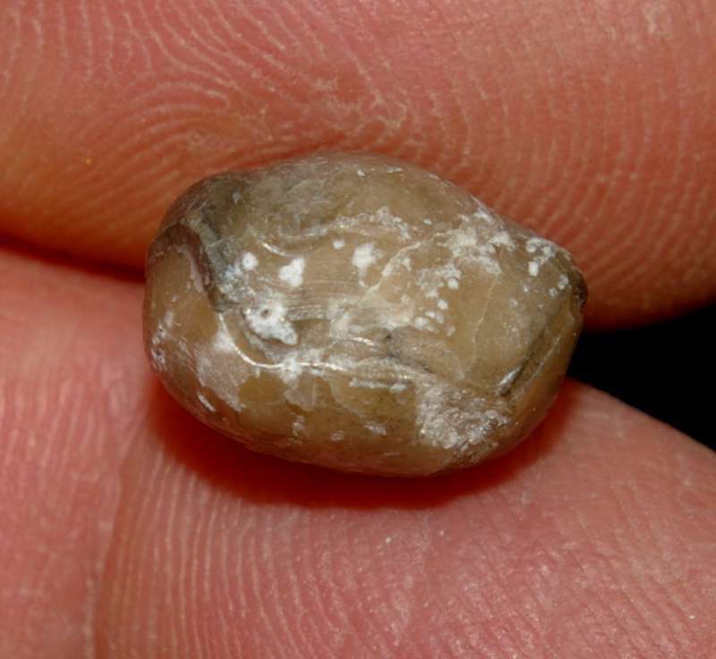 Cambrian fossil brachiopod