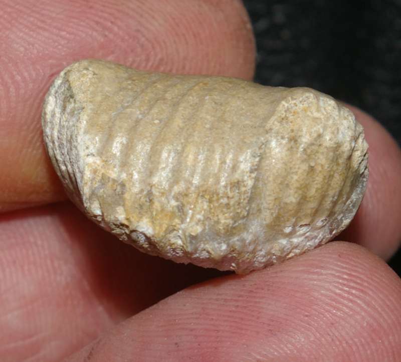 Septaliphoria moravica