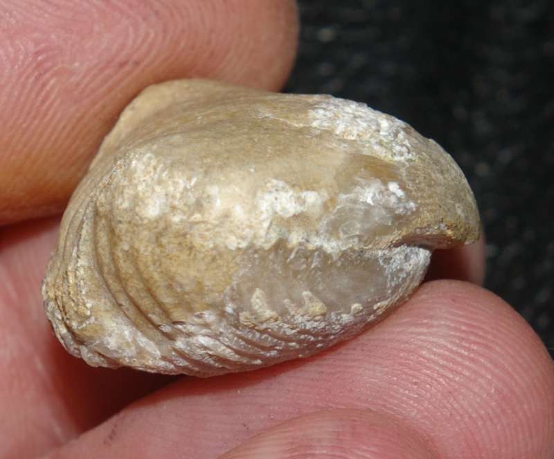 Septaliphoria moravica