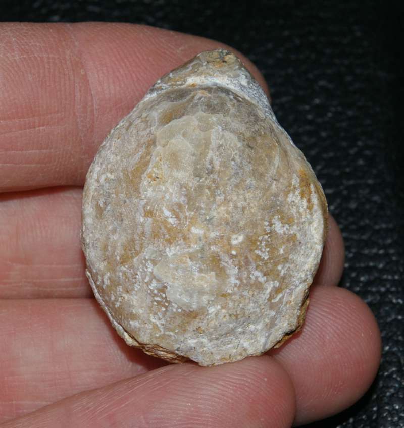 Terebratula calloviensis