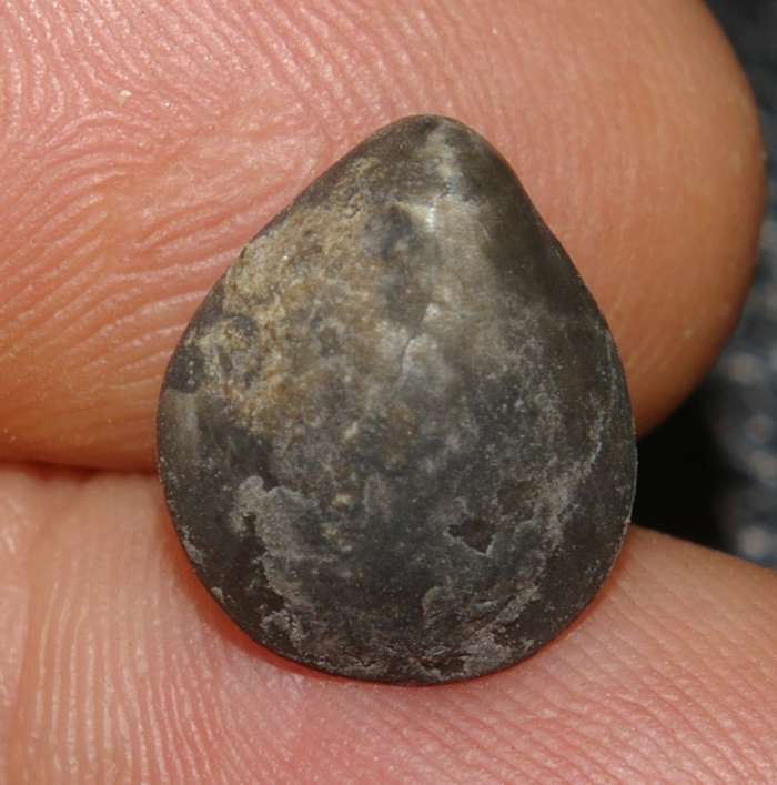  Advenina villerensis