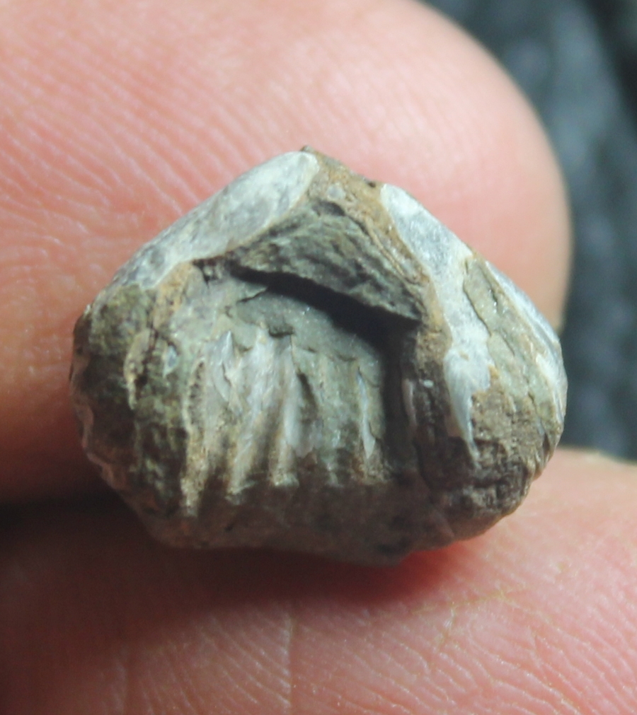  Ptychomaletoechia omaliusi