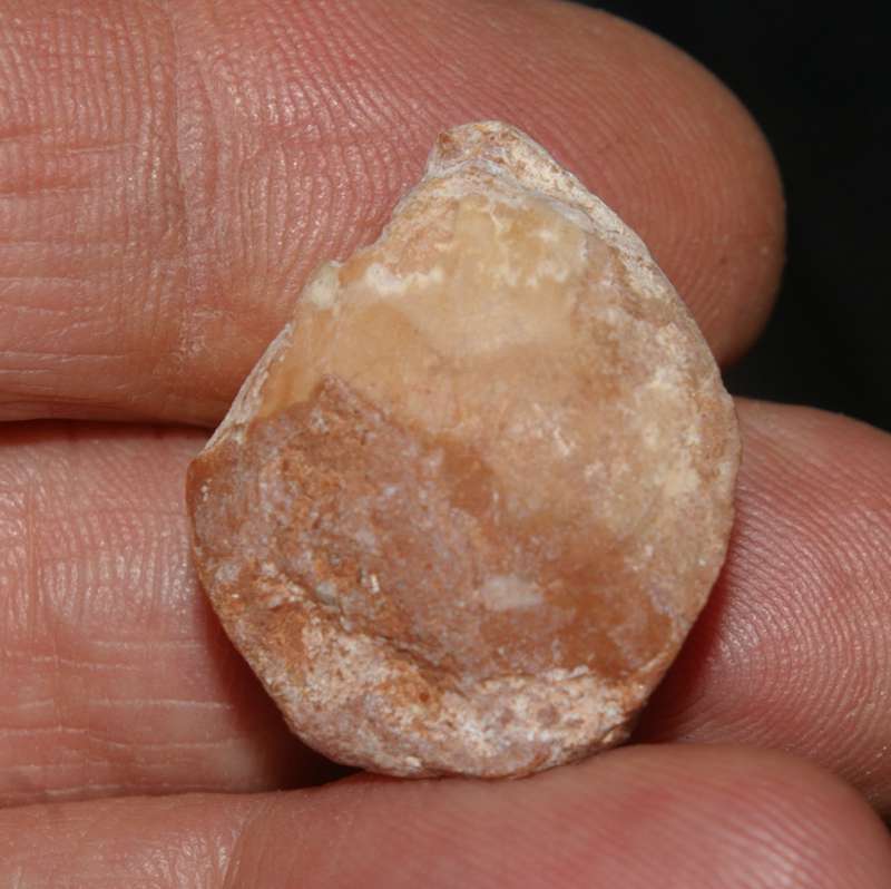  Rhapidothyris delorenzoi