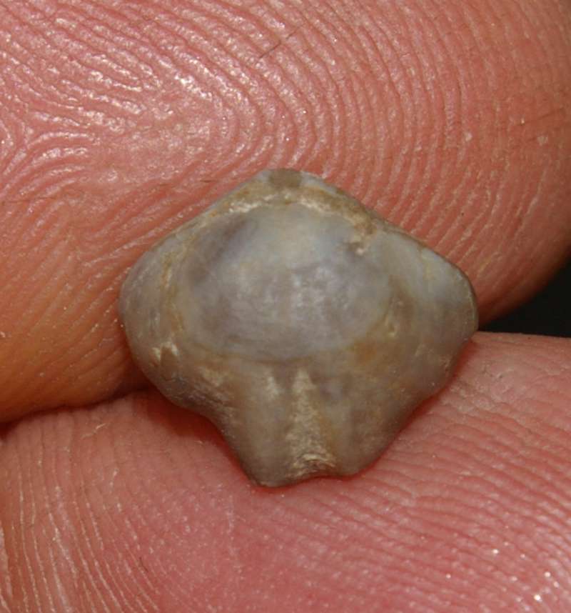  Rhynchonella uta