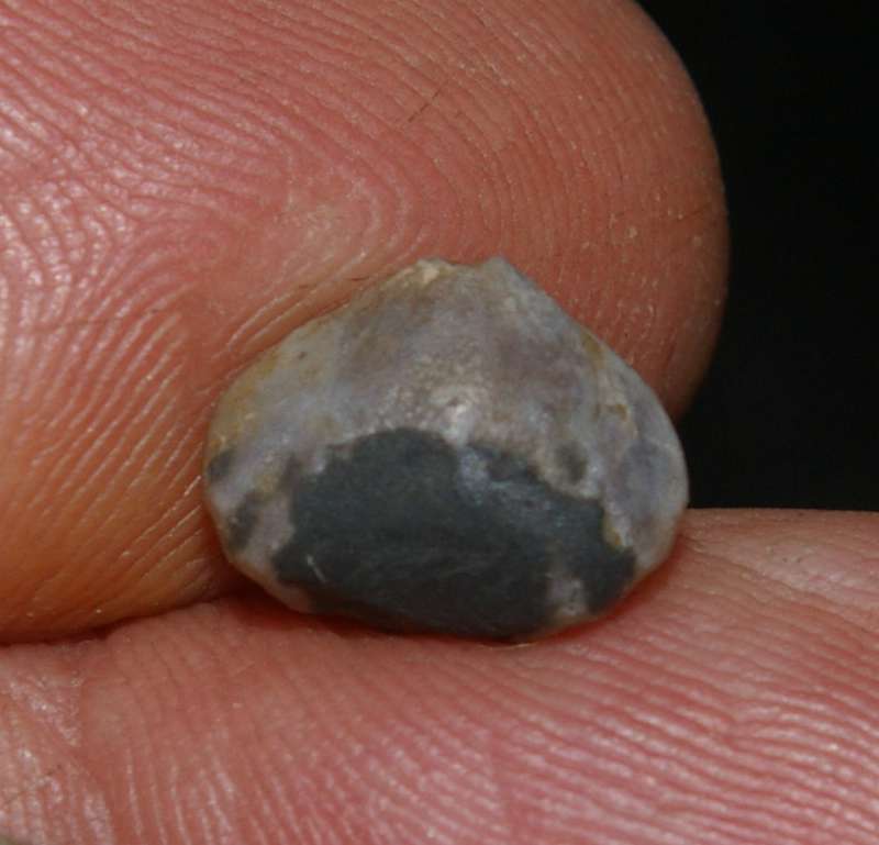  Rhynchonella uta