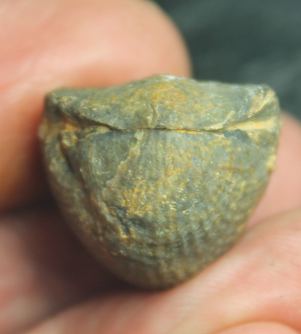 Spinatrypa dorsata