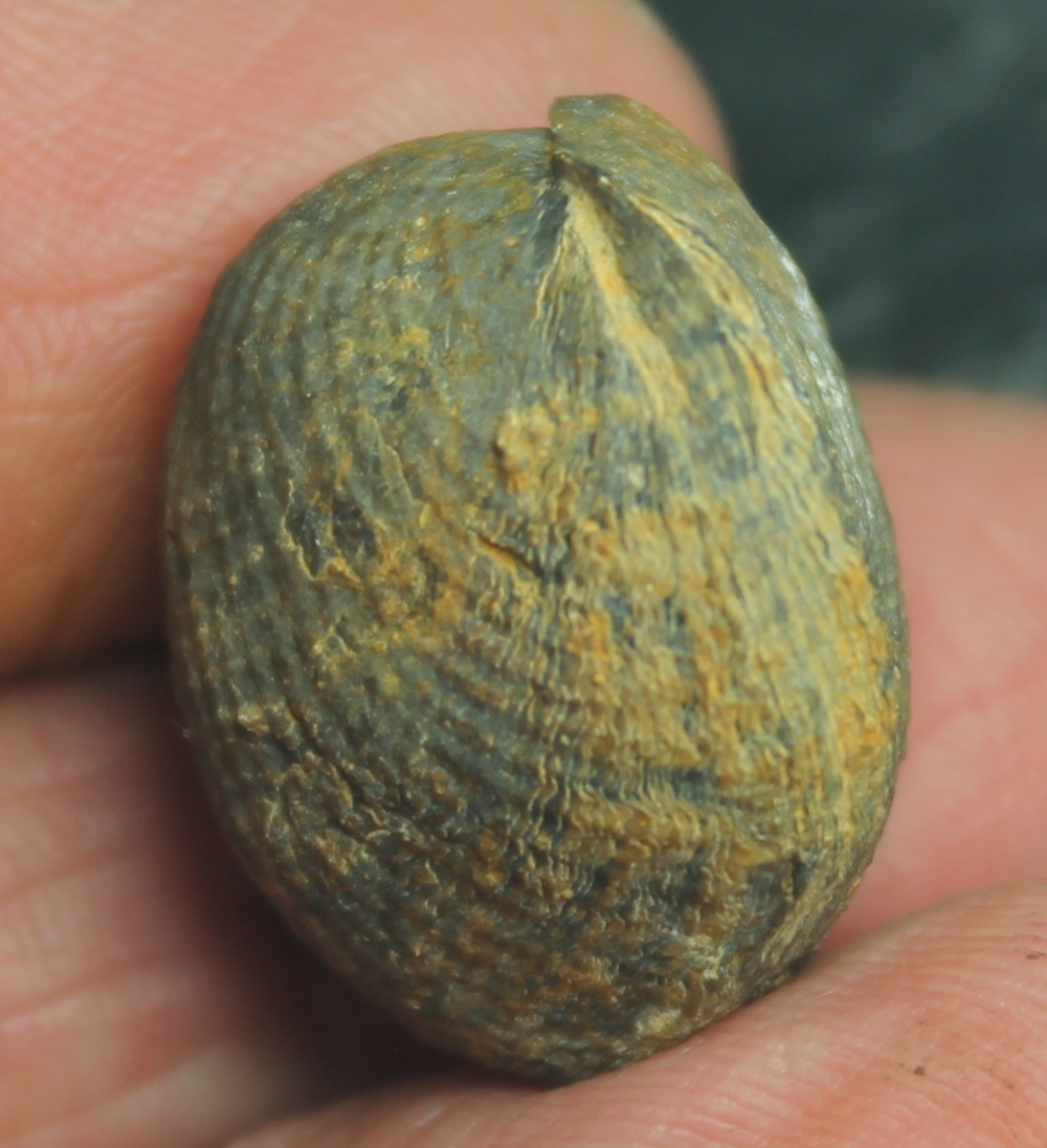 Devonian brachiopod