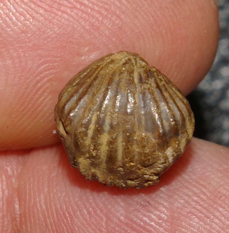  Tetrarhynchia tetrahedra