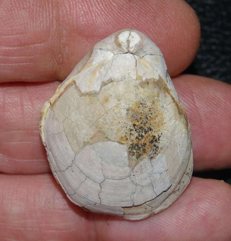  Terebratulina chrysalis