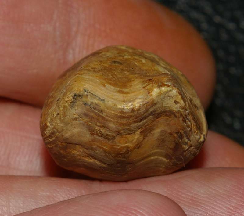  Aromasithyris riazi