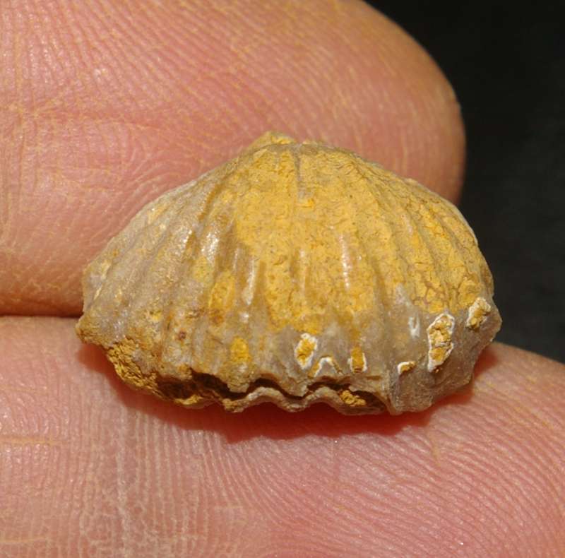 Rhynchonella Dumortieri