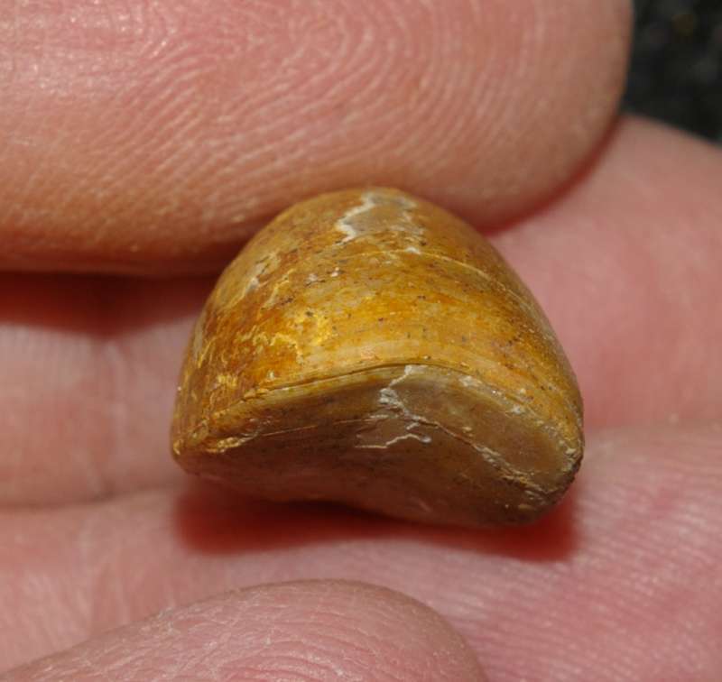  Aulacothyris