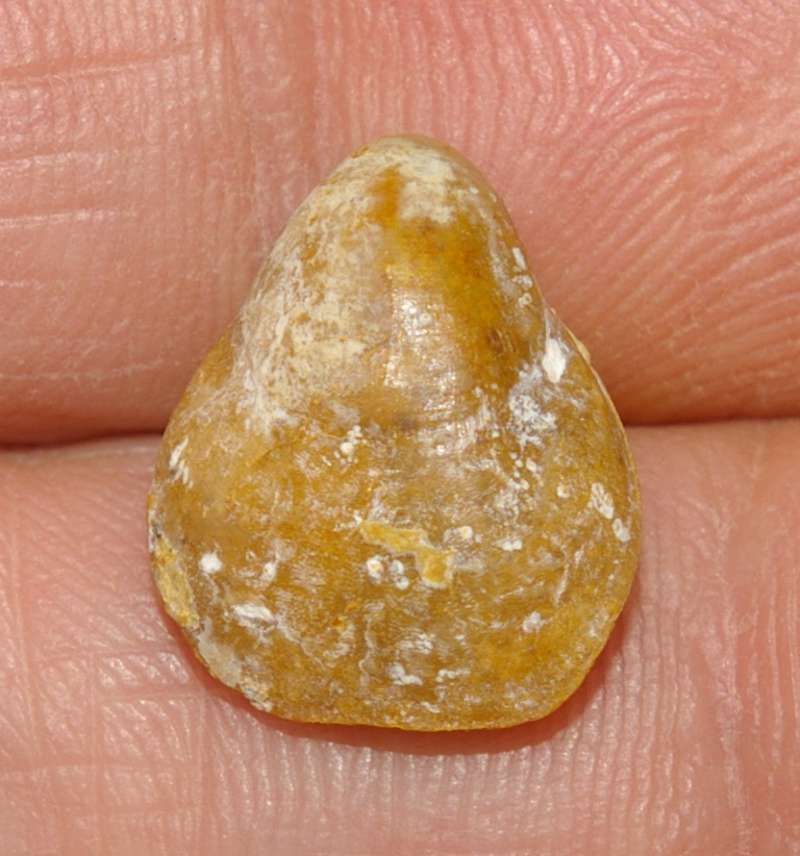  Terebratula dorsoplicata