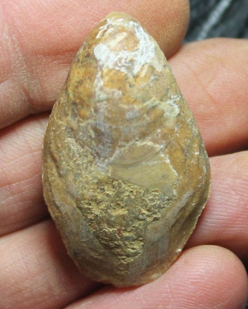  Terebratula dorsoplicata 