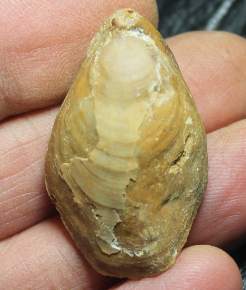  Terebratula dorsoplicata 