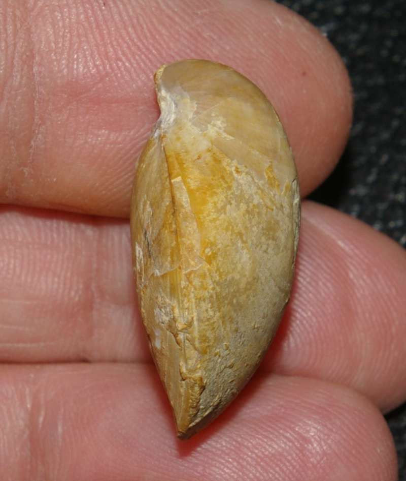  Terebratula dorsoplicata var. perieri