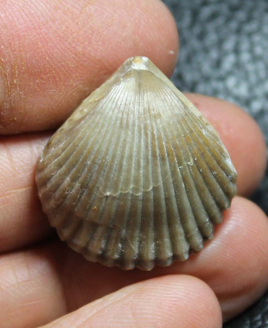  Rhynchonella ferryi