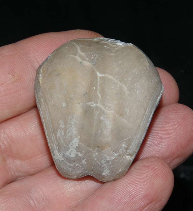 Kimmeridgian brachiopod