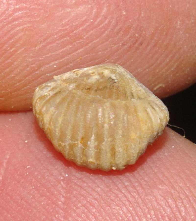  Thurmannella funiculata  