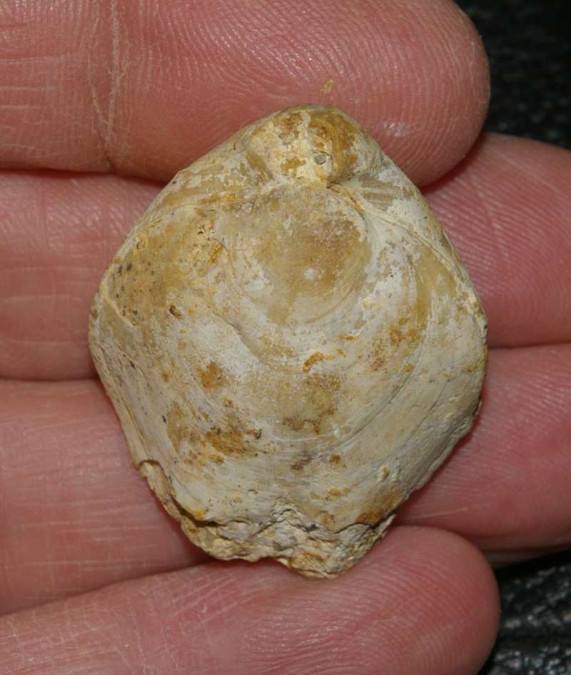  Terebratula ventricosa  
