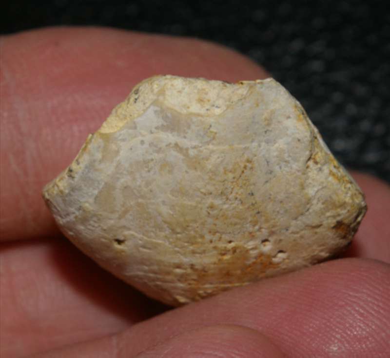  Terebratula ventricosa   