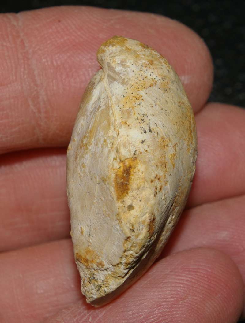  Terebratula ventricosa   