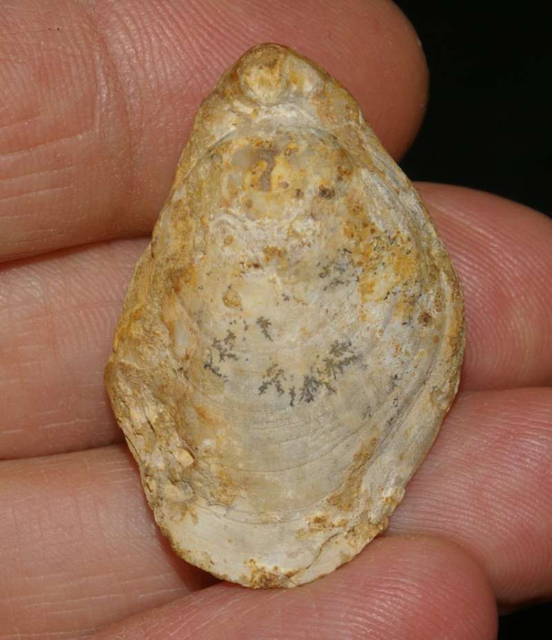 Moeschia alata   