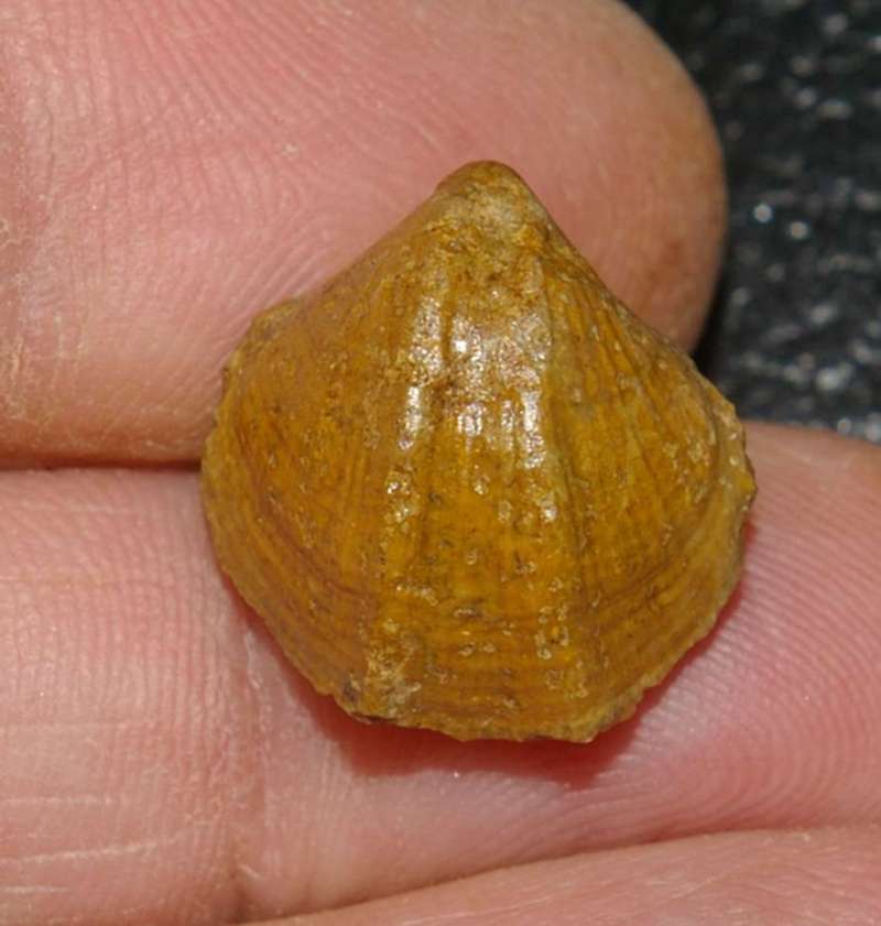  Terebratula coarctata 