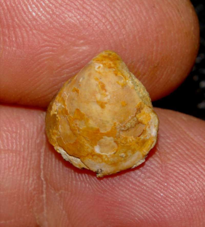  Waldheimia emarginata 