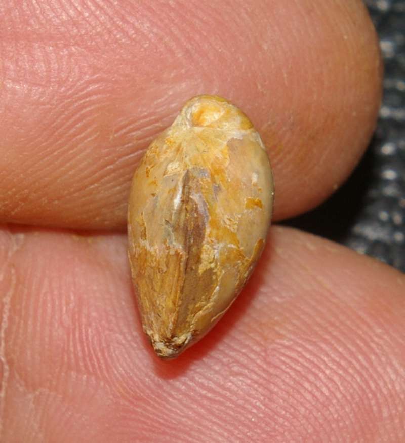  Waldheimia emarginata